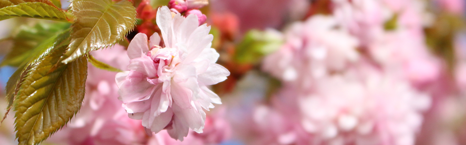 Posebna pozicija Popusti |  | 8 puta