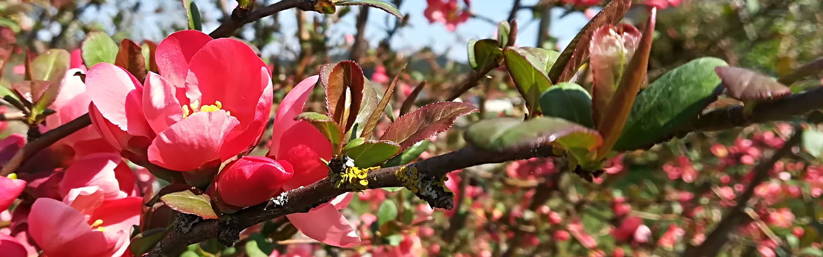 Visokokvalitetne pređe za pletenje, kukičanje i filc Lana Grossa Vune