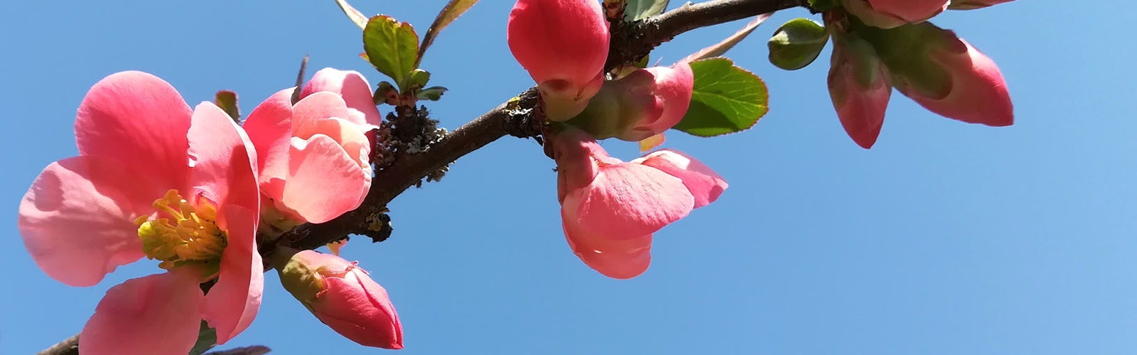 Visokokvalitetne pređe za pletenje, kukičanje i filc Lana Grossa Vune